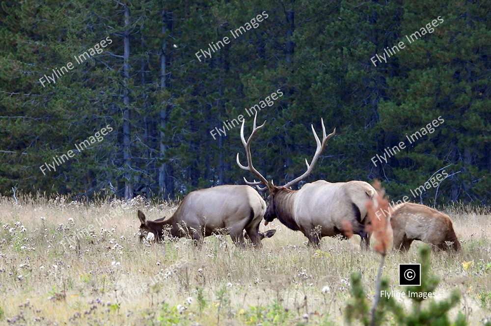 Elk, Yellowstone National Park