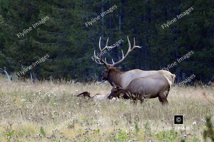 elk