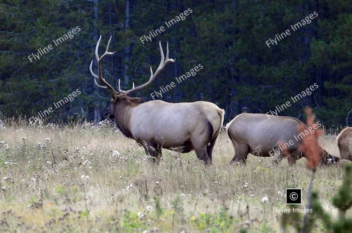 Elk, Yellowstone National Park