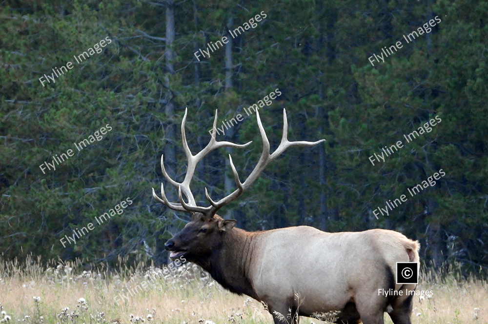 elk