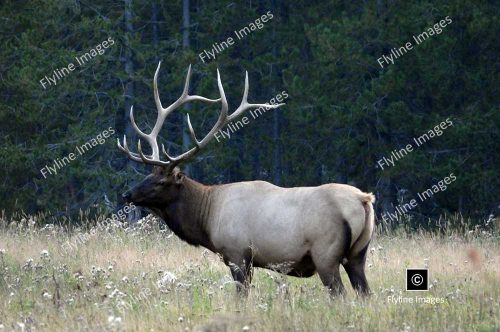 Bull Elk, Yellowstone National Park