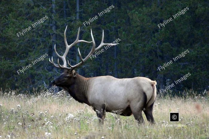 Bull Elk, Yellowstone National Park