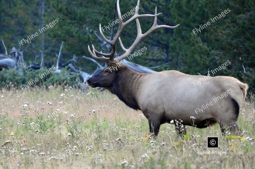 Bull Elk, Yellowstone National Park