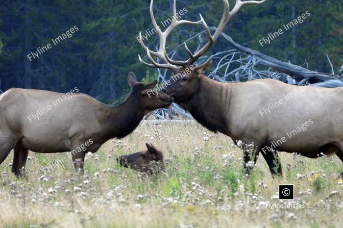 Elk Herds of Yellowstone National Park