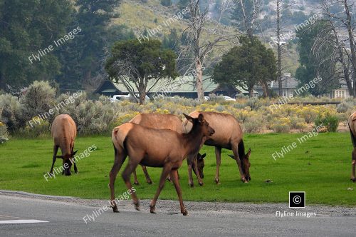 Elk, Elk Herds In Yellowstone National Park