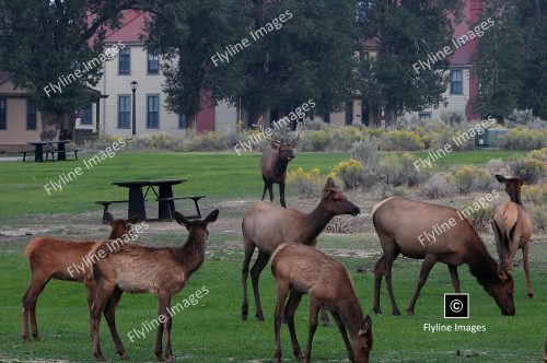 Elk, Yellowstone National Park, Mammoth Hot Springs Elk