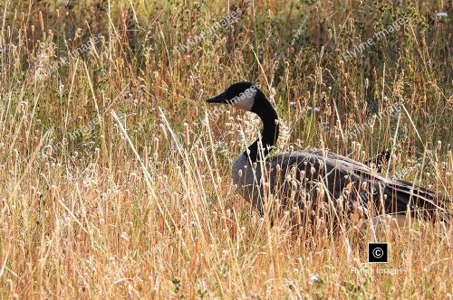 Canadian Goose