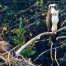 Osprey, Osprey Nest, Osprey in Yellowstone National Park