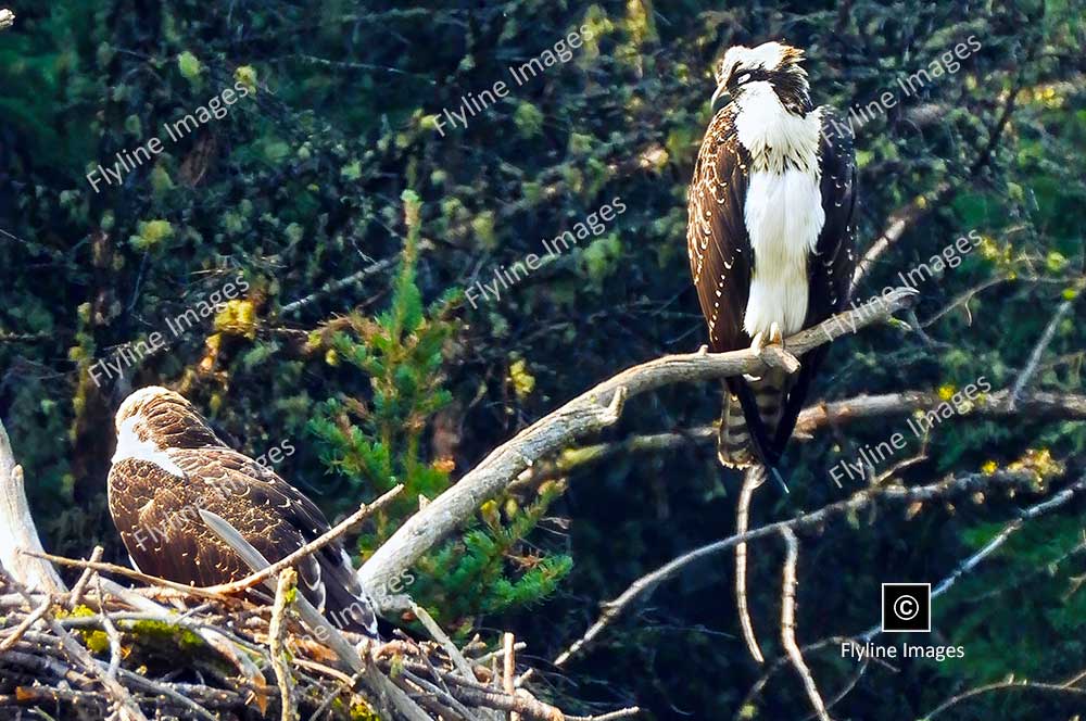 Osprey, Osprey Nest, Osprey in Yellowstone National Park