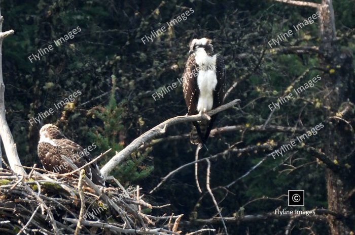 Osprey, Yellowstone National Park, Osprey Nest, Firehole Canyon