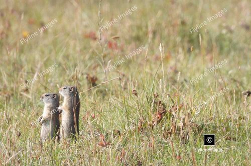 Prairie Dogs