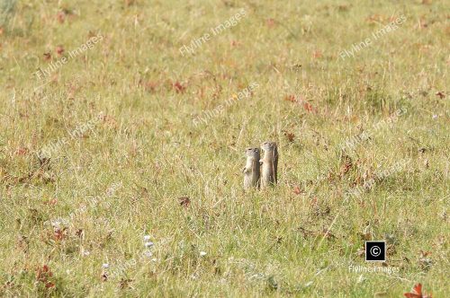 Prairie Dogs