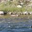 River Otter, Yellowstone River Otters, River Otter in the Madison River
