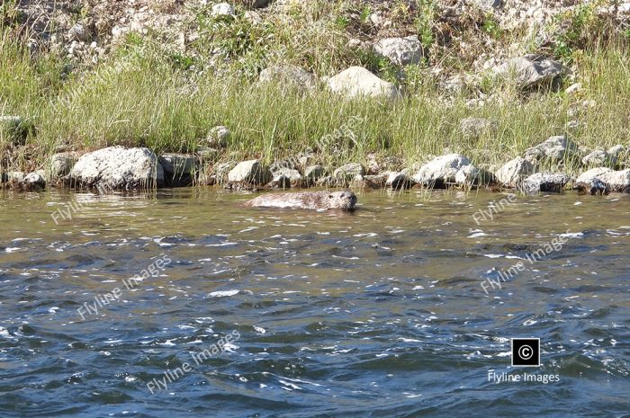 River Otter, Yellowstone River Otters, River Otter in the Madison River