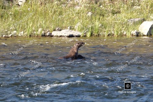 River Otter