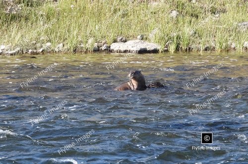 River Otters, Yellowstone National Park Otters