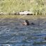 River Otters, Yellowstone National Park Otters