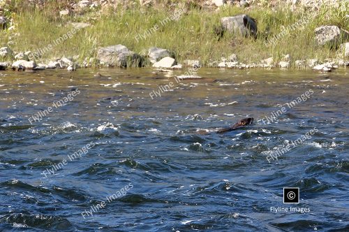 River Otter