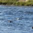 River Otter, Yellowstone River Otters, River Otter in the Madison River