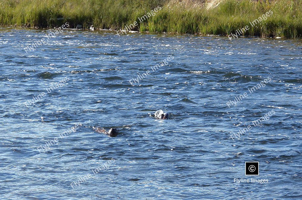 River Otter, Yellowstone River Otters, River Otter in the Madison River