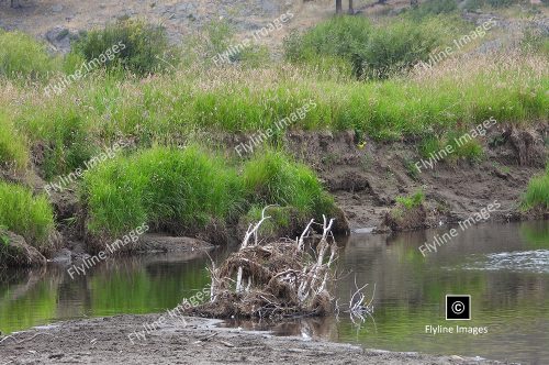 Slough Creek, Yellowstone National Park, Fly Fishing in Yellowstone