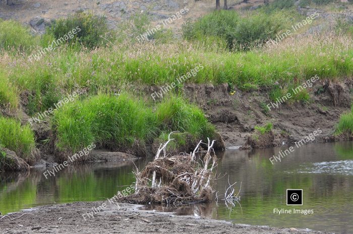 Slough Creek, Yellowstone National Park, Fly Fishing in Yellowstone