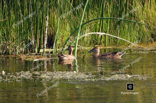 Cinnamon Teal Ducks