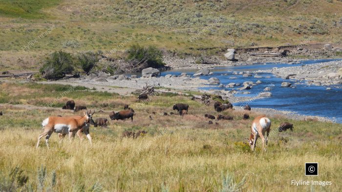 Antelope, Buffalo, Lamar River