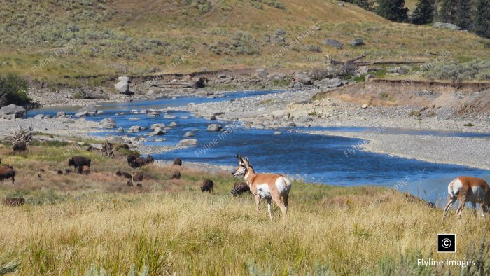 Antelope, Buffalo, Lamar River