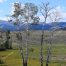 Yellowstone National Park, Aspen Grove