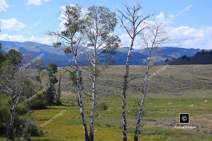 Yellowstone National Park, Aspen Grove