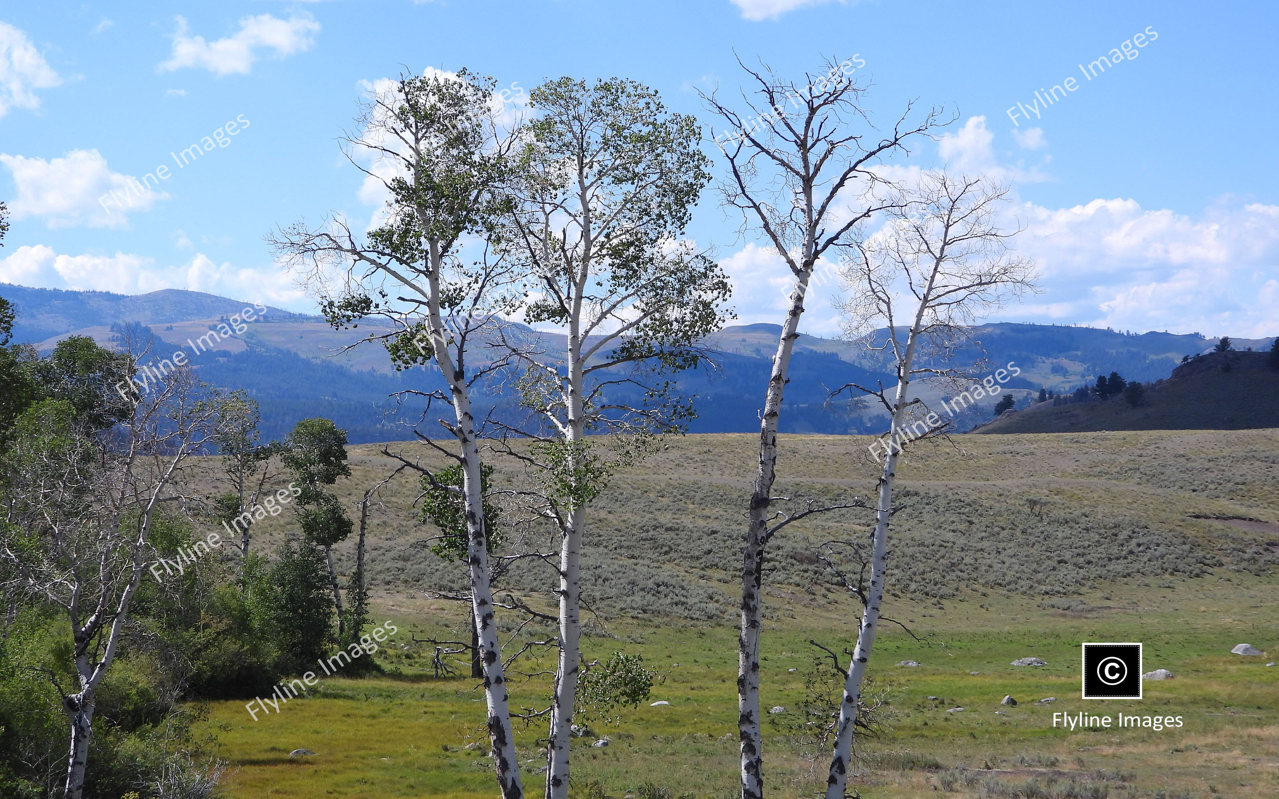 Scenic Vistas In Yellowstone National Park