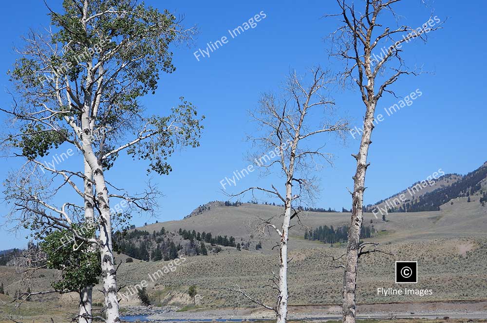 Aspen Trees, Lamar Valley, Yellowstone National Park