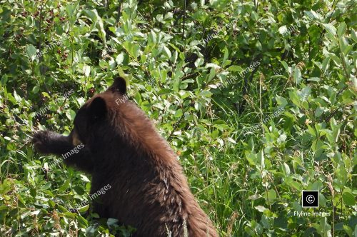 Black Bear, Yellowstone National Park