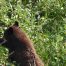 Black Bear, Yellowstone National Park