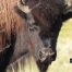 Bison, Buffalo, Yellowstone National Park