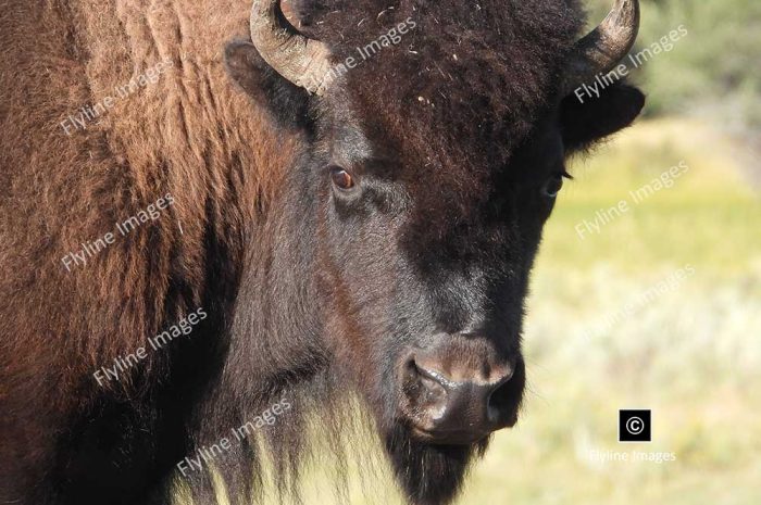 Bison, Buffalo, Yellowstone National Park