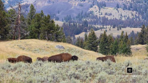 Buffalo, Yellowstone