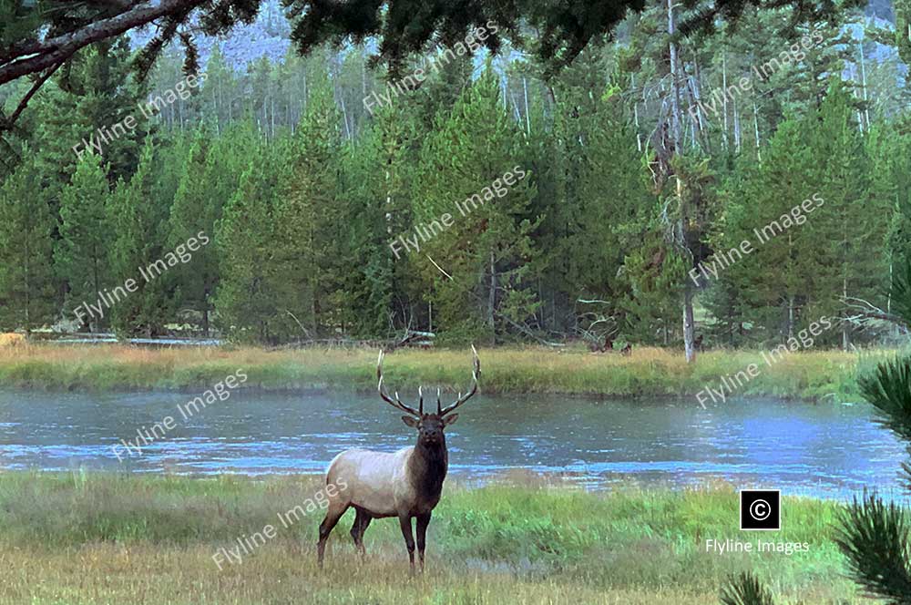 Bull Elk