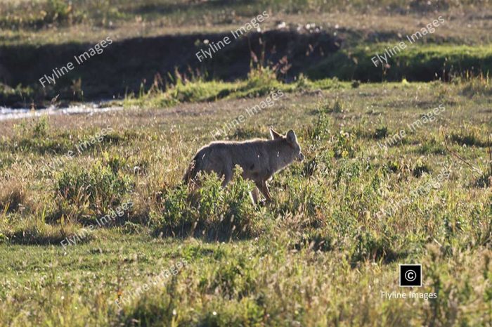 Coyote, Coyotes In Yellowstone