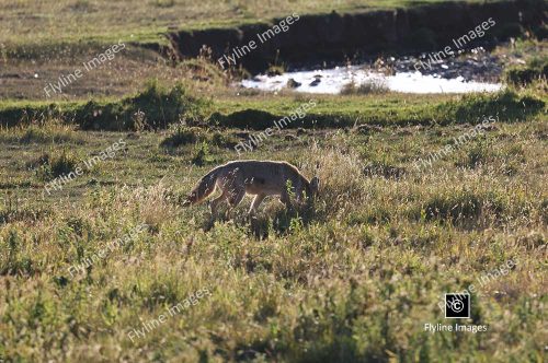 Yellowstone Coyotes