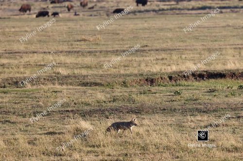 Coyote In Lamar Valley