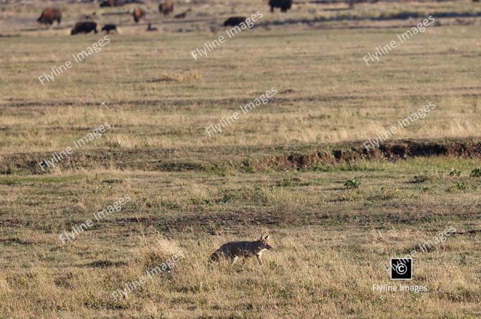 Coyote In Lamar Valley