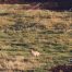 Coyote, Lamar Valley, Yellowstone National Park