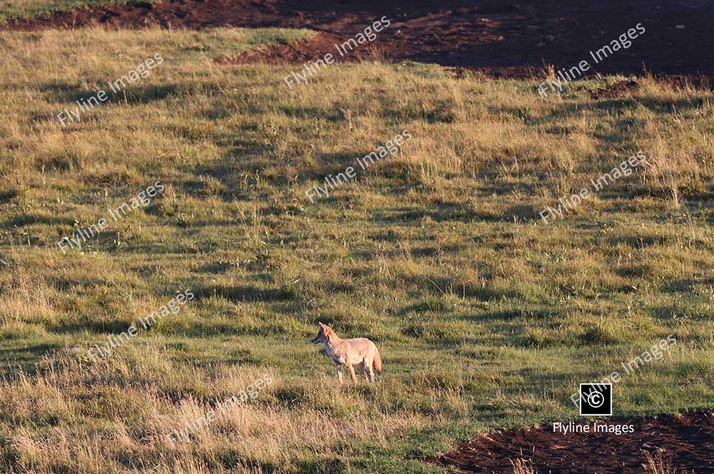 Coyote, Lamar Valley, Yellowstone National Park