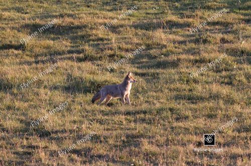 Coyote, Lamar Valley, Yellowstone National Park