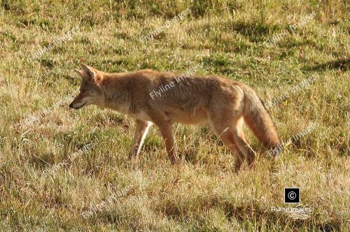 Coyotes Hunting For Food, Yellowstone National Park, Lamar Valley