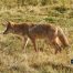 Coyotes Hunting For Food, Yellowstone National Park, Lamar Valley