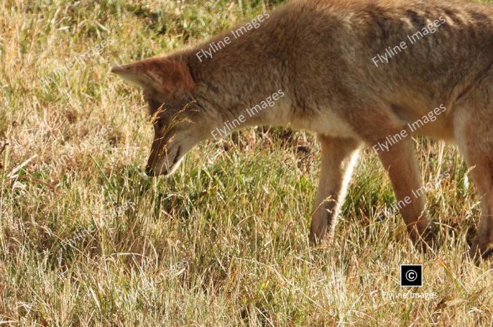 Coyotes Hunting For Food, Yellowstone National Park, Lamar Valley