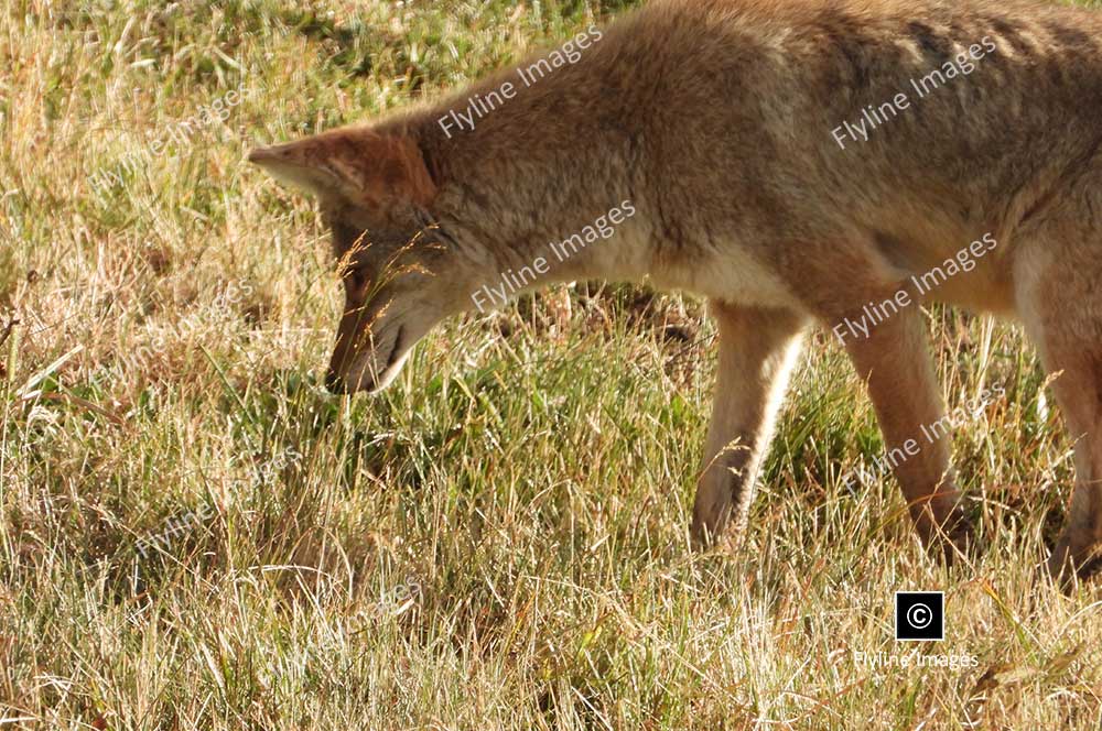 Coyotes Hunting For Food, Yellowstone National Park, Lamar Valley